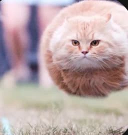 Meowbio